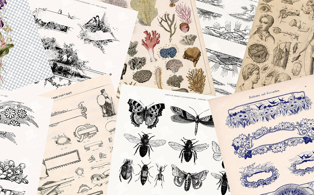 Unduh 14.000+ Ilustrasi Vintage Hanya dengan $1!